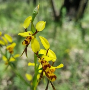 Diuris sulphurea at Stromlo, ACT - 8 Nov 2021