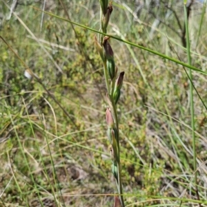 Calochilus sp. at Stromlo, ACT - suppressed