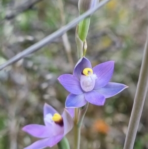 Thelymitra peniculata at Stromlo, ACT - 8 Nov 2021