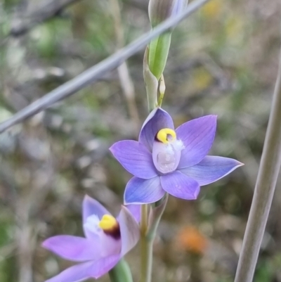 Thelymitra peniculata (Blue Star Sun-orchid) at Stromlo, ACT - 8 Nov 2021 by AaronClausen