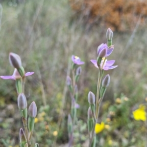 Thelymitra peniculata at Stromlo, ACT - suppressed