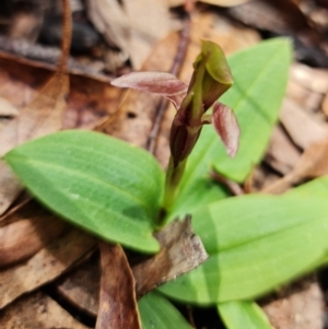 Chiloglottis sp. at Cotter River, ACT - 8 Nov 2021