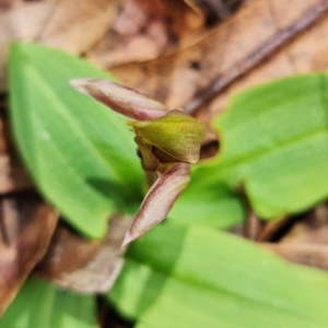 Chiloglottis sp. at Cotter River, ACT - 8 Nov 2021