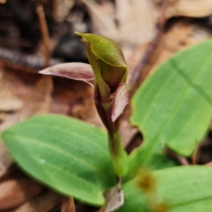 Chiloglottis sp. at Cotter River, ACT - 8 Nov 2021