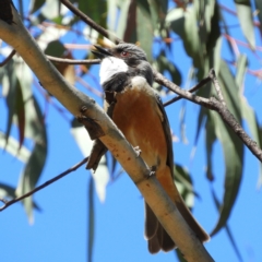 Pachycephala rufiventris (Rufous Whistler) at Denman Prospect 2 Estate Deferred Area (Block 12) - 8 Nov 2021 by MatthewFrawley