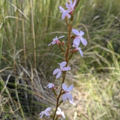 Stylidium graminifolium (Grass Triggerplant) at Hackett, ACT - 8 Nov 2021 by WalterEgo