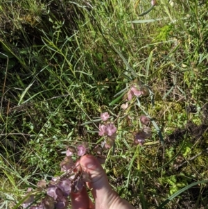 Dodonaea viscosa at Hackett, ACT - 8 Nov 2021