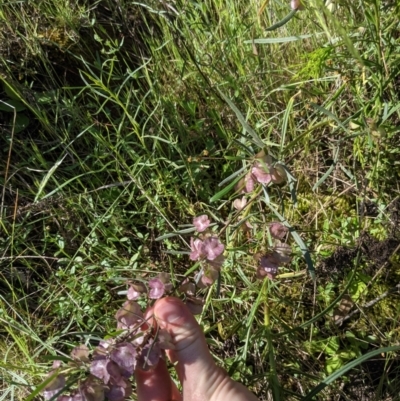 Dodonaea viscosa (Hop Bush) at Hackett, ACT - 8 Nov 2021 by WalterEgo