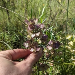 Dodonaea viscosa at Hackett, ACT - 8 Nov 2021 03:40 PM