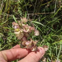 Dodonaea viscosa at Hackett, ACT - 8 Nov 2021