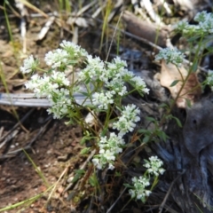 Poranthera microphylla (Small Poranthera) at Stromlo, ACT - 8 Nov 2021 by MatthewFrawley