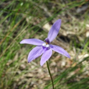 Glossodia major at Stromlo, ACT - 8 Nov 2021