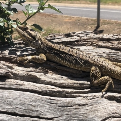 Pogona barbata (Eastern Bearded Dragon) at Thurgoona, NSW - 8 Nov 2021 by DamianMichael