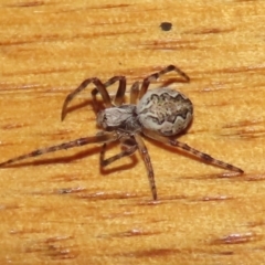 Salsa fuliginata (Sooty Orb-weaver) at Jerrabomberra Wetlands - 7 Nov 2021 by RodDeb