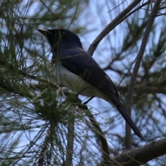 Myiagra cyanoleuca (Satin Flycatcher) at Fyshwick, ACT - 7 Nov 2021 by RodDeb