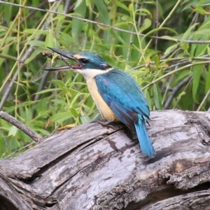 Todiramphus sanctus at Fyshwick, ACT - 6 Nov 2021 11:42 AM