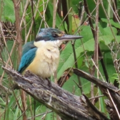 Todiramphus sanctus at Fyshwick, ACT - 6 Nov 2021 11:42 AM