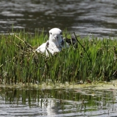 Himantopus leucocephalus (Pied Stilt) at Fyshwick, ACT - 7 Nov 2021 by RodDeb