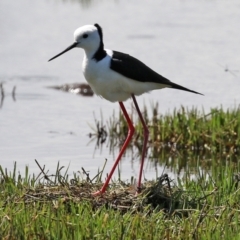 Himantopus leucocephalus at Fyshwick, ACT - 7 Nov 2021