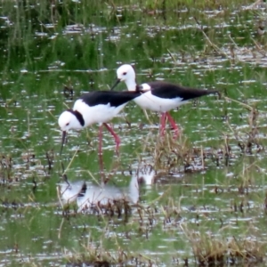 Himantopus leucocephalus at Fyshwick, ACT - 7 Nov 2021