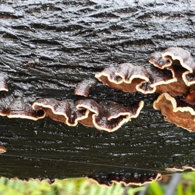 Unidentified Underside smooth or wrinkled/roughened <Stereum etc> at Cape Conran, VIC - 7 Nov 2021 by drakes