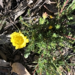 Hibbertia porcata (A Guinea Flower) at Sutton, NSW - 8 Nov 2021 by Whirlwind