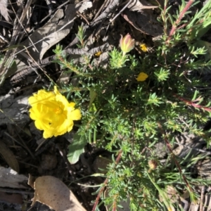 Hibbertia porcata at Sutton, NSW - 8 Nov 2021