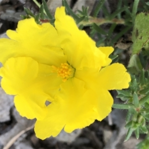 Hibbertia porcata at Sutton, NSW - 8 Nov 2021