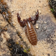 Pseudoscorpiones sp. (order) (False Scorpion, Pseudoscorpion) at ANBG - 7 Nov 2021 by TimL