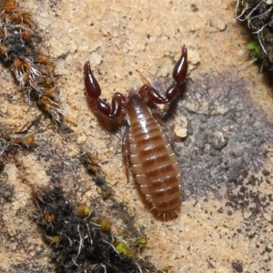 Pseudoscorpiones sp. (order) at Acton, ACT - 7 Nov 2021