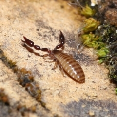 Pseudoscorpiones sp. (order) at Acton, ACT - 7 Nov 2021