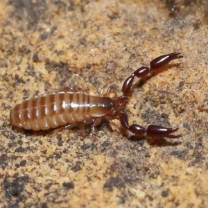 Pseudoscorpiones sp. (order) at Acton, ACT - 7 Nov 2021