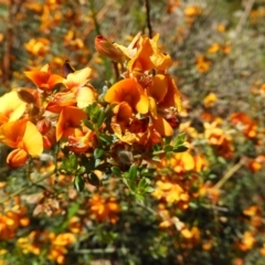 Mirbelia oxylobioides (Mountain Mirbelia) at Stromlo, ACT - 8 Nov 2021 by MatthewFrawley