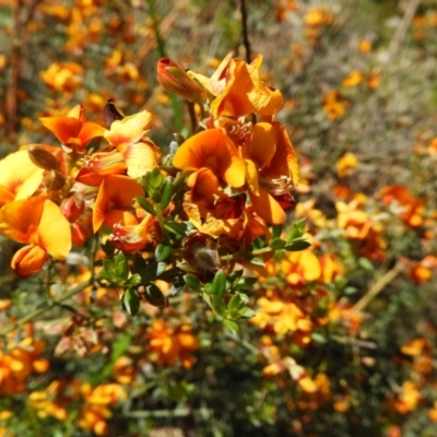 Mirbelia oxylobioides (Mountain Mirbelia) at Stromlo, ACT - 8 Nov 2021 by MatthewFrawley