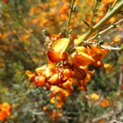 Mirbelia oxylobioides at Stromlo, ACT - 8 Nov 2021 02:37 PM