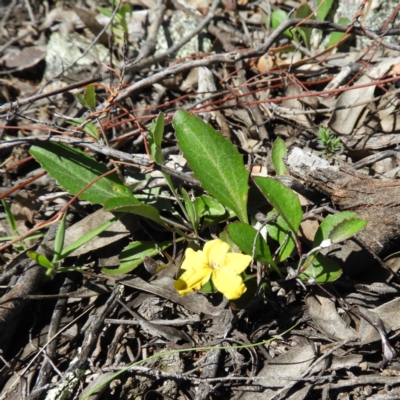 Goodenia hederacea subsp. hederacea (Ivy Goodenia, Forest Goodenia) at Stromlo, ACT - 8 Nov 2021 by MatthewFrawley