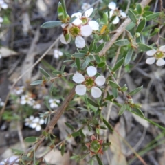 Gaudium multicaule (Teatree) at Stromlo, ACT - 8 Nov 2021 by MatthewFrawley