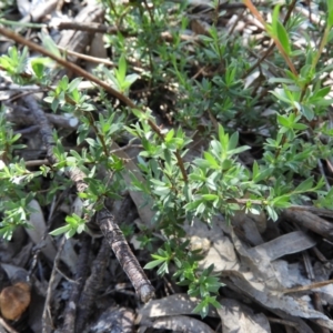 Gaudium multicaule at Stromlo, ACT - 8 Nov 2021