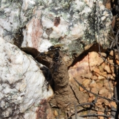 Camponotus intrepidus at Stromlo, ACT - 8 Nov 2021 03:00 PM