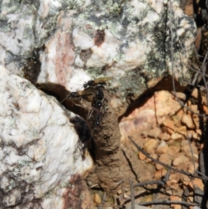 Camponotus intrepidus at Stromlo, ACT - 8 Nov 2021 03:00 PM