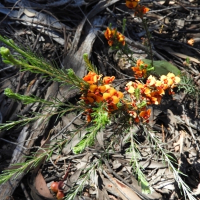 Dillwynia sericea (Egg And Bacon Peas) at Stromlo, ACT - 8 Nov 2021 by MatthewFrawley