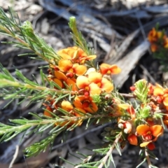 Dillwynia sericea at Stromlo, ACT - 8 Nov 2021