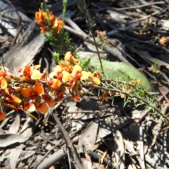 Dillwynia sericea at Stromlo, ACT - 8 Nov 2021