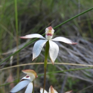 Caladenia moschata at Stromlo, ACT - 8 Nov 2021