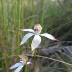 Caladenia moschata at Stromlo, ACT - suppressed