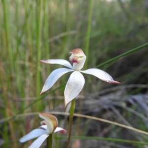 Caladenia moschata at Stromlo, ACT - 8 Nov 2021