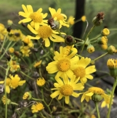 Senecio madagascariensis (Madagascan Fireweed, Fireweed) at Lake George, NSW - 7 Nov 2021 by rainer