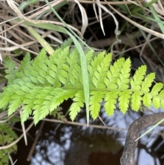 Polystichum proliferum (Mother Shield Fern) at Paddys River, ACT - 8 Nov 2021 by JaneR