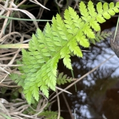 Polystichum proliferum at Paddys River, ACT - 8 Nov 2021 02:36 PM