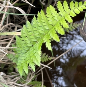 Polystichum proliferum at Paddys River, ACT - 8 Nov 2021 02:36 PM